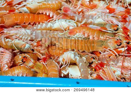 Blue Plastic Containers With Catch Of Sea Shrimps