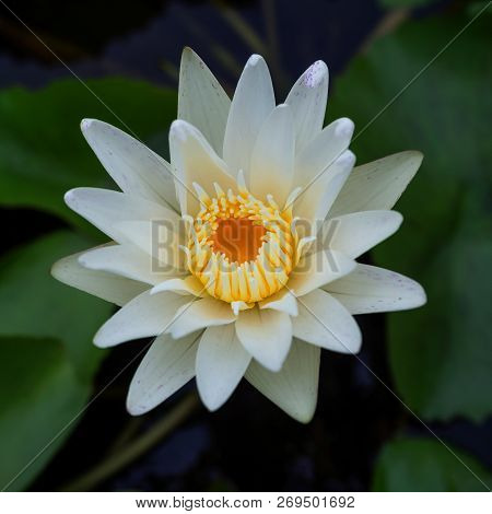 Close-up Of Pure White Lotus With Yellow Stamens In The Pond