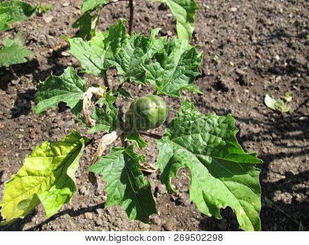 Poisonous Indian Metel, Datura Metel, With Fruits