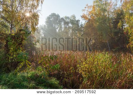 Reed Mace On A Forest Overgrown Lake At Autumn Morning