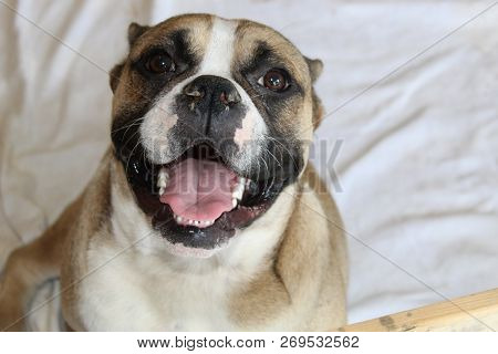 Happy And Smiling Female Olde English Bulldogge