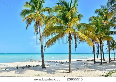 Coconut palm trees (Isla Mujeres, Mexico)