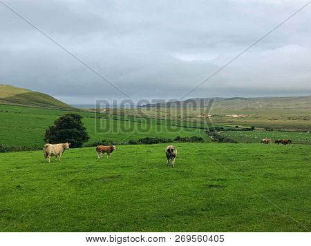 On The Pasture In Dunfanaghy, Ireland. Wild Atlantic Way