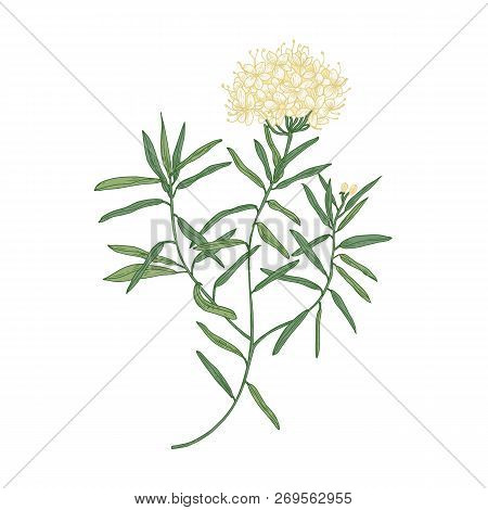 Labrador Tea Or Wild Rosemary Flowers Isolated On White Background. Elegant Drawing Of Fragrant Wild