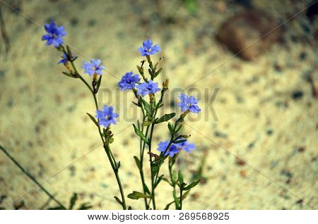 Australian Native Blue Dampiera Flowers, Dampiera Stricta, Family Goodeniaceae. Autumn, Spring, Summ