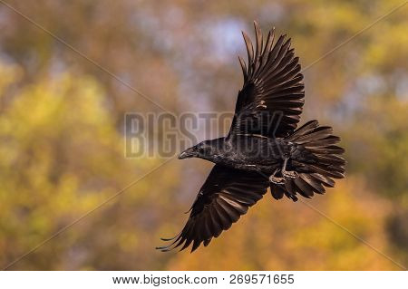 The Common Raven, Corvus Corax Is Flying In The Autumn Color Backgroung, Poland