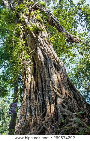Low Angle View Of An Amazing Tree In Kuangsi Waterfall Park, Luang Prabang, Laos