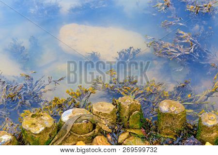 Seaweed Growing At The Riverbank Of Blyth In The Popular Seaside Town Southwold Of The Uk