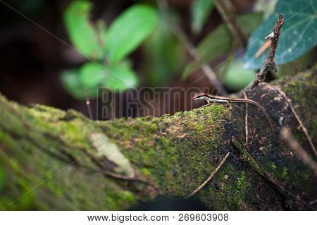 Skink Or Scincoid Lizard, Animal Of Thailand