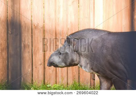 Portrait In Profile Of A Walking Tapir In  Zoo Through The Bars