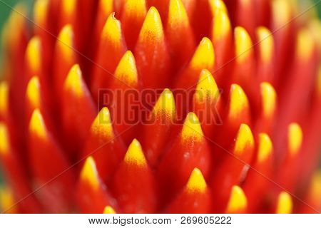 Flower Of The Guzmania Hybrid Tala
