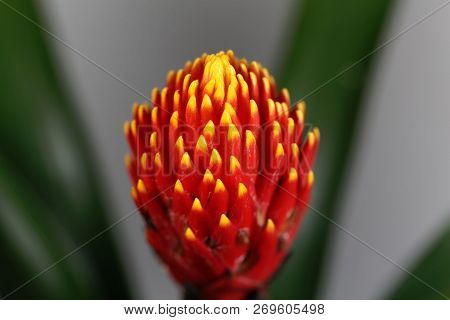 Flower Of The Guzmania Hybrid Tala