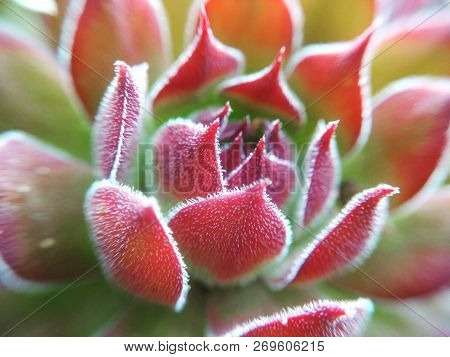 Macrophotograph Of Succulent With Green And Red Leafs
