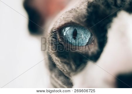 Macro Photo Of A Canadian Hairless Sphinx Cat Eye. Close-up Photo Of A Animal Eye. White Curtains At
