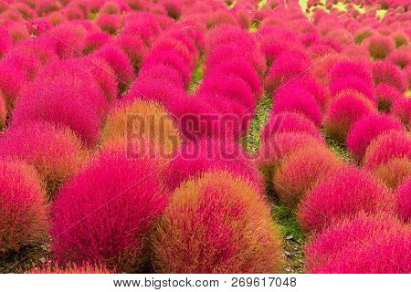 Kochia in autumn season