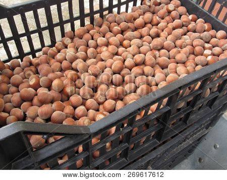 Hazelnuts Or Cobnuts Or Filberts In Plastic Container . Autumn Fruits