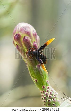 Vespula Germanica Is On The Flower As An Insect Species That Carries Both Meat And Plants As Food.