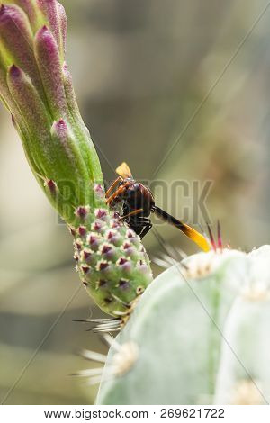 Vespula Germanica Is On The Flower As An Insect Species That Carries Both Meat And Plants As Food.