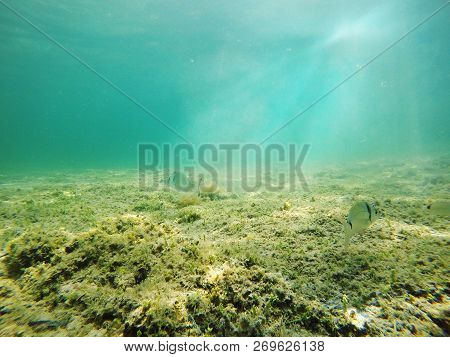Two Sargos In Alghero Blue Sea. Sardinia, Italy