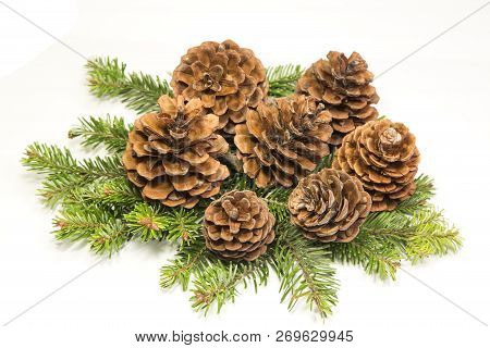Pine Cones With The Fire Branch Isolated On White Background