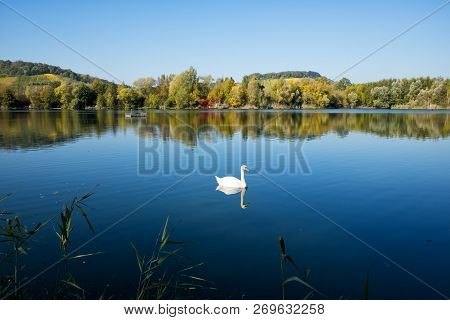 Swan Near Biodiversum In The Nature Reserve Haff Reimech