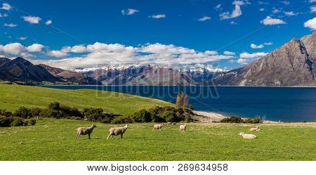 Sheep grazing on a field near Lake Hawea with mountains in the background, Sounh Island, New Zealand