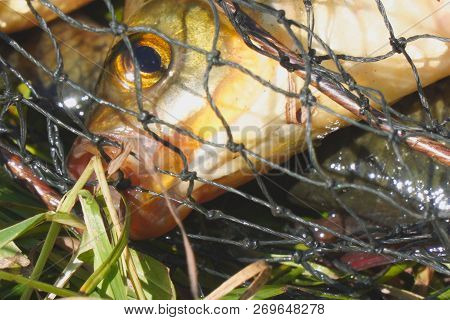 The Head Of A Fish With Red Fins In The Cage. Rudd - Scardinius Erythrophthalmus.