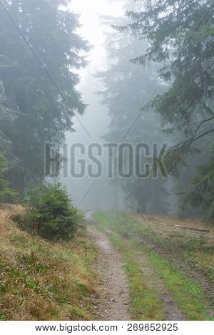 Spooky Forest Path Surrounded And Engulfed In Mist.