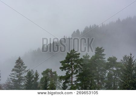 Morning Mists Raising Above Pine Tree Forest.