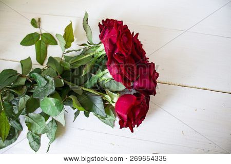 Beautiful Rose Flower In Garden. Rose Flower Background. Roses Flower Texture. Lovely Rose. Roses In