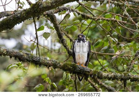 Augur buzzard African bird of prey in black white perching on branch at Ngorongoro Crater, Arusha, Tanzania, East Africa (Buteo augur)