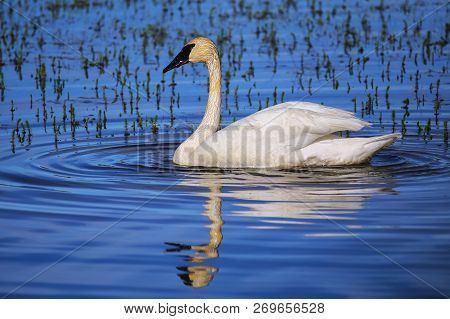 Trumpeter Swan (cygnus Buccinator) In Yellowstone National Park, Wyoming, Usa