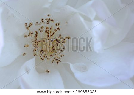 Extreme Closeup Of Pistil And Stamens In A White Cherry Blossom (latin: Cerasus Flos)