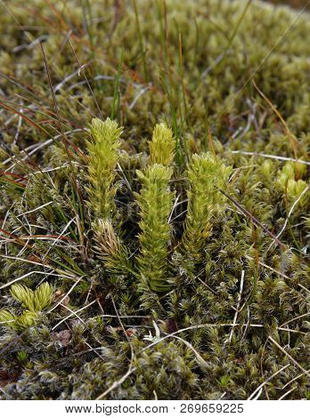 Mossy Cyphel - Minuartia Sedoides 
Mountain Plant From Scotland