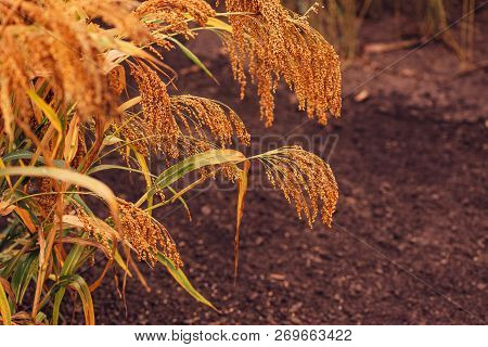 Close Up Of Sorghum Bicolor Cultivated In Field, Selective Focus