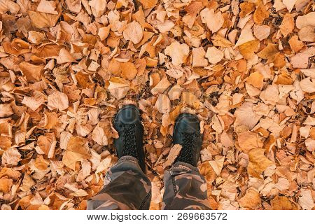 Man Standing On Heap Of Dry Fallen White Birch Leaves On Cold Autumn Day