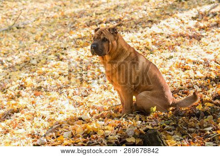 The Dog Shar Pei Walks In The Park In Autumn