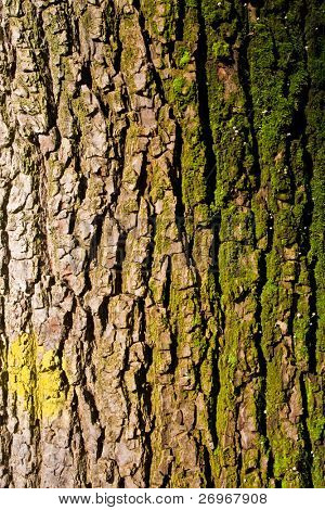 Gamle træ bark
