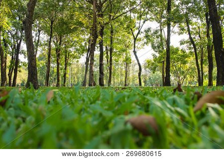 Green Sward Park At Morning Sunlight With Big Trees Outdoor At Lumphini Park, Bangkok