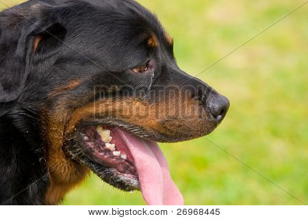 Rottweiler portræt