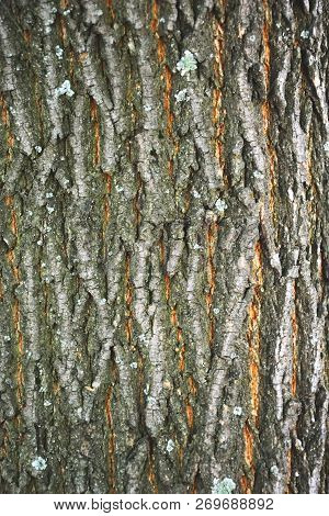 Tree Bark Texture. Tree Bark Texture Full Frame In Nature. Texture Shot Of Brown Tree Bark, Filling 