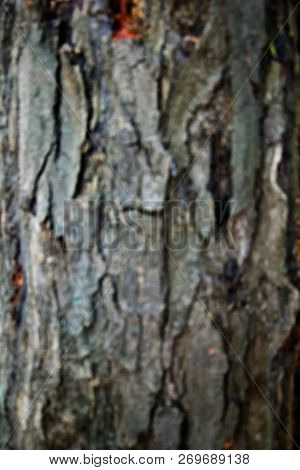 Tree Bark Texture. Tree Bark Texture Full Frame In Nature. Texture Shot Of Brown Tree Bark, Filling 