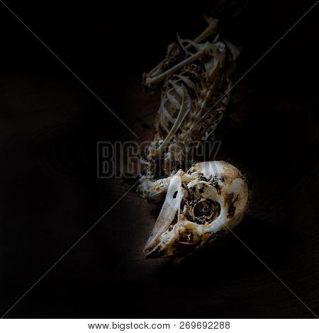 Closeup Of Sparrow Skull In Dark Tone
