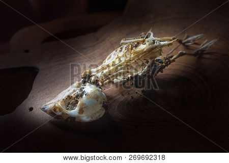 Closeup Of Sparrow Skull In Dark Tone