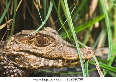 Jagd alligator