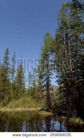 Taiga Landscape Near The Village Of Aktash, Ulagansky District, Altai Republic, Siberia, Russia