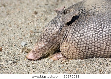 Armadillo muotokuva