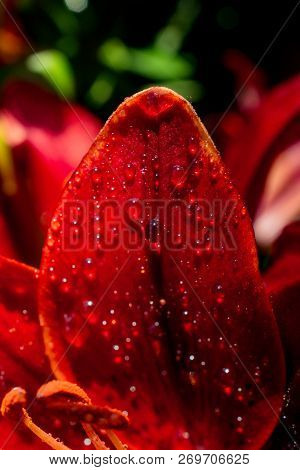 Blooming Beautiful Fresh Lily Flowers Micro View