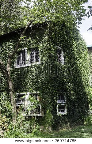Ivy Around Brick House In Local Resort, Stock Photo