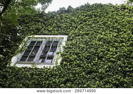 Ivy Around Brick House In Local Resort, Stock Photo